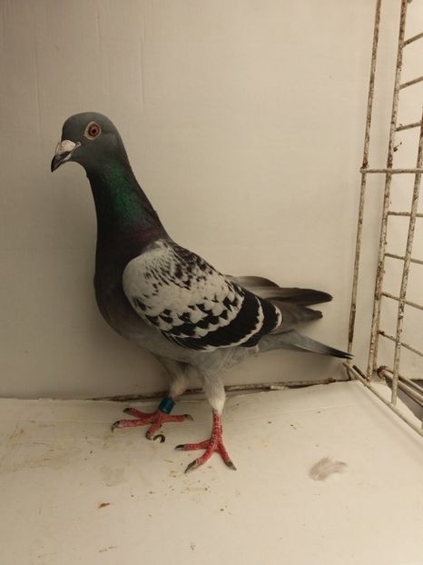 F 2015 vanduta - De! voiajori vanduti