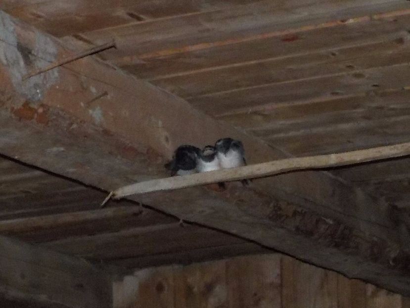 la somnic - Randunele