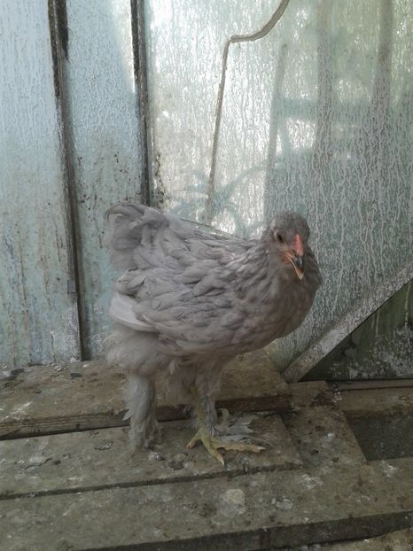 Puica nr 1 - Brahma Albastru cu cocos negru pt 2018