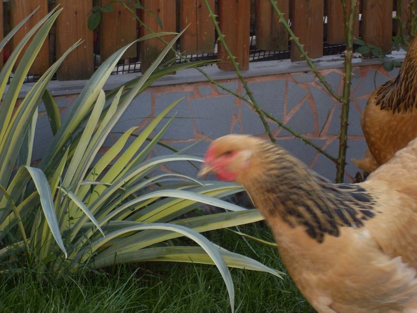  - TINERET COLUMBIA G-N 2017