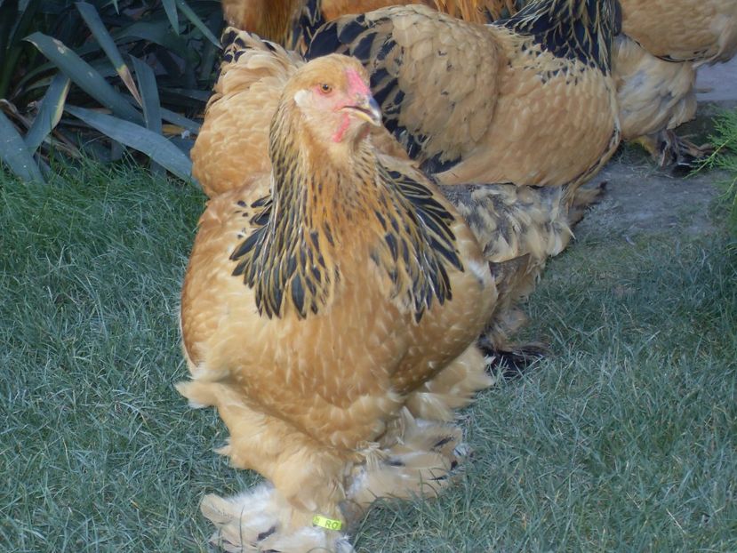  - TINERET COLUMBIA G-N 2017