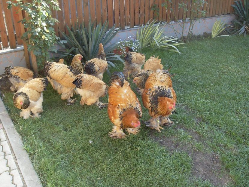  - TINERET COLUMBIA G-N 2017