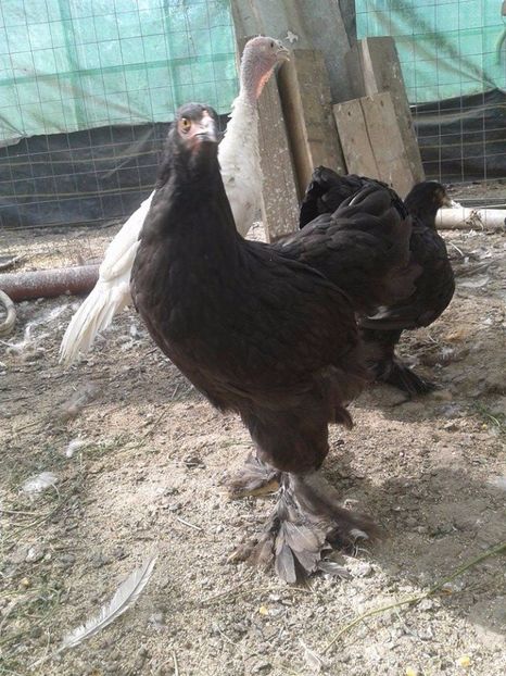  - Brahma Negru pentru 2018