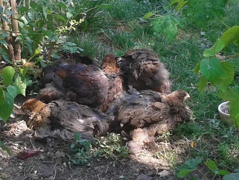  - Brahma Potarnichiu pe negru pentru 2018