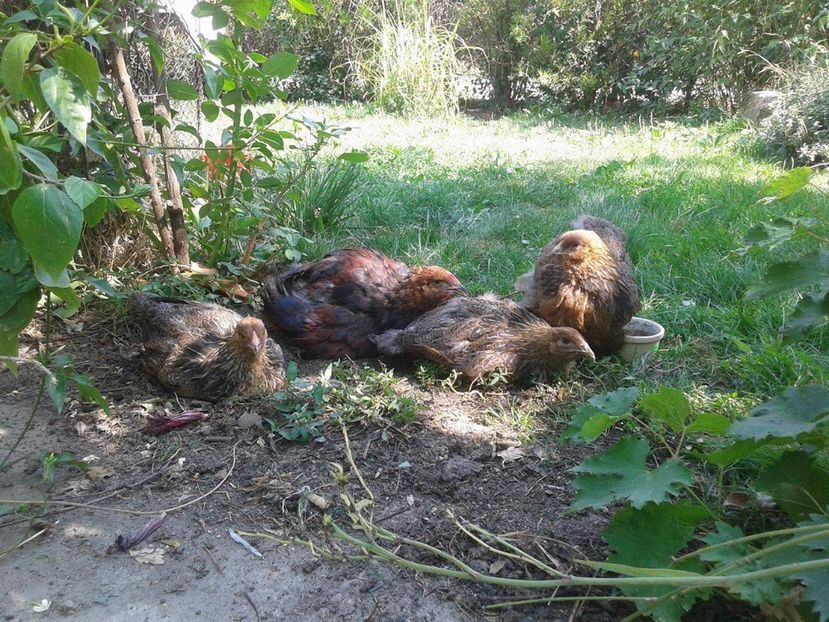  - Brahma Potarnichiu pe negru pentru 2018