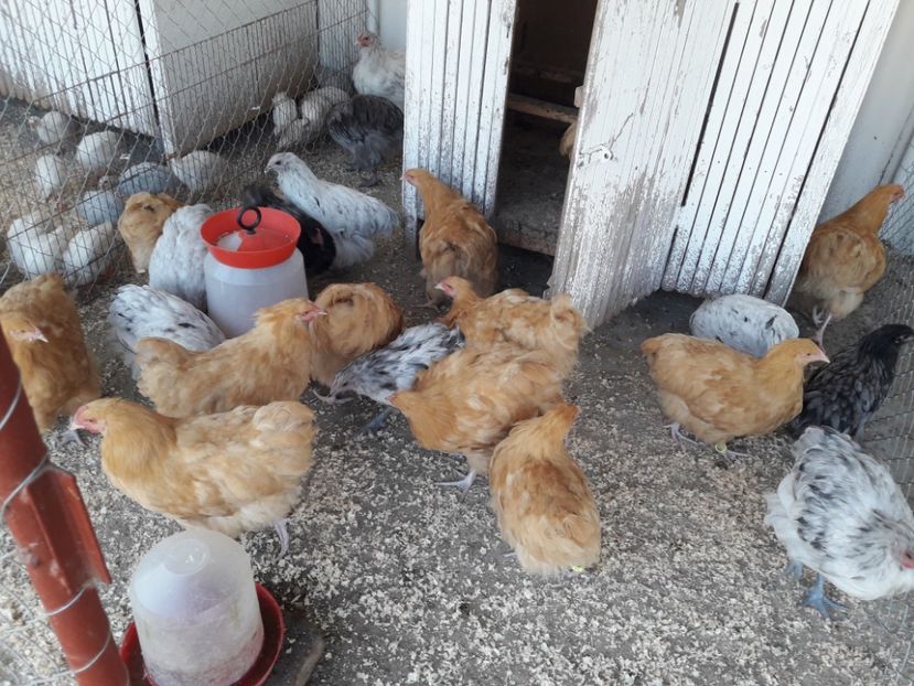  - G ORPINGTON GALBEN