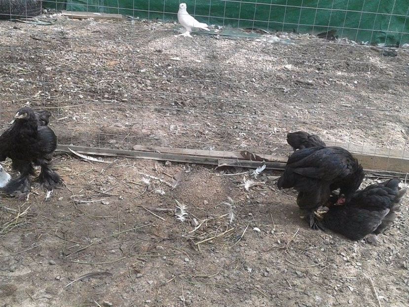 2 (2) - Brahma Negru pentru 2018