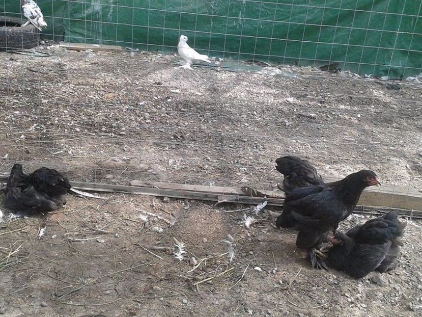 4 (1) - Brahma Negru pentru 2018