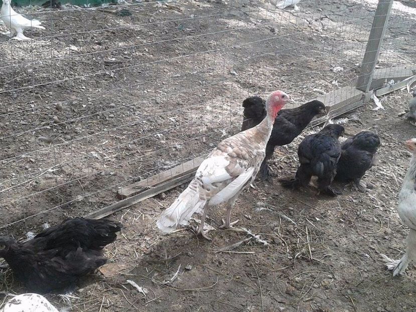 4 (2) - Brahma Negru pentru 2018