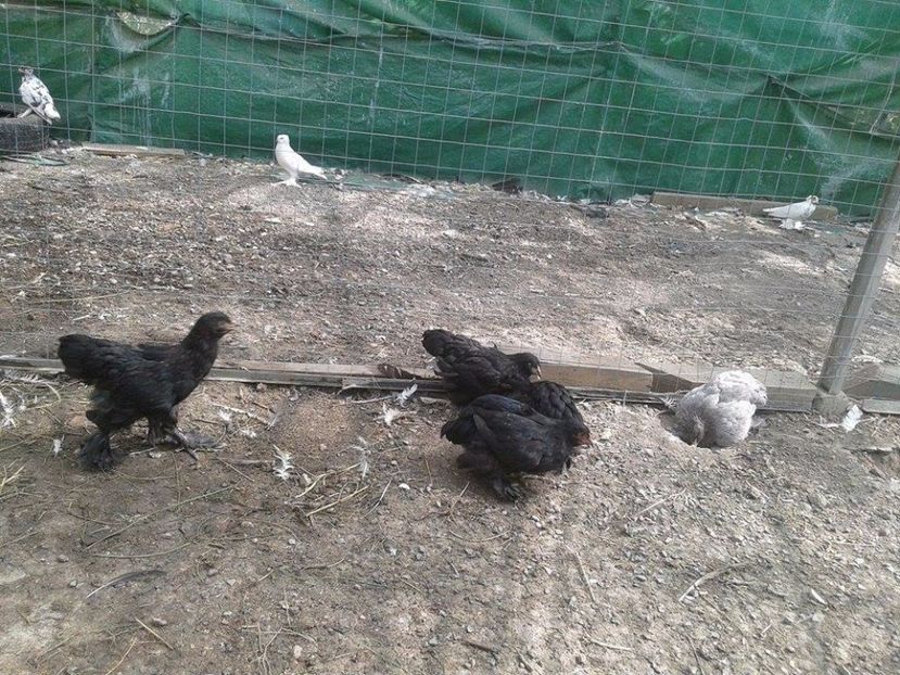 1 (2) - Brahma Albastru cu cocos negru pt 2018