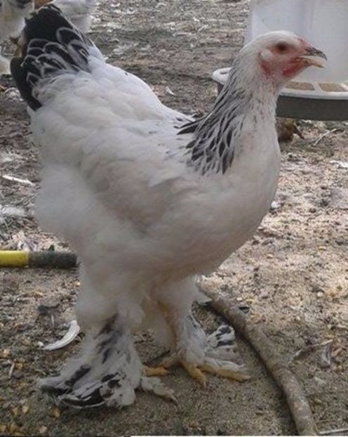 3 (1) - Brahma Herminat deschis pt 2018