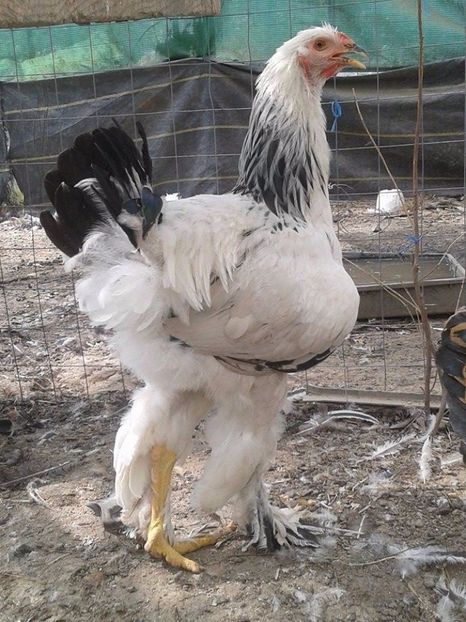  - Brahma Herminat deschis pt 2018