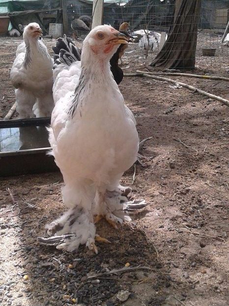  - Brahma Herminat deschis pt 2018