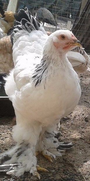  - Brahma Herminat deschis pt 2018