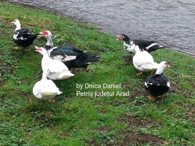  - Rațe mute