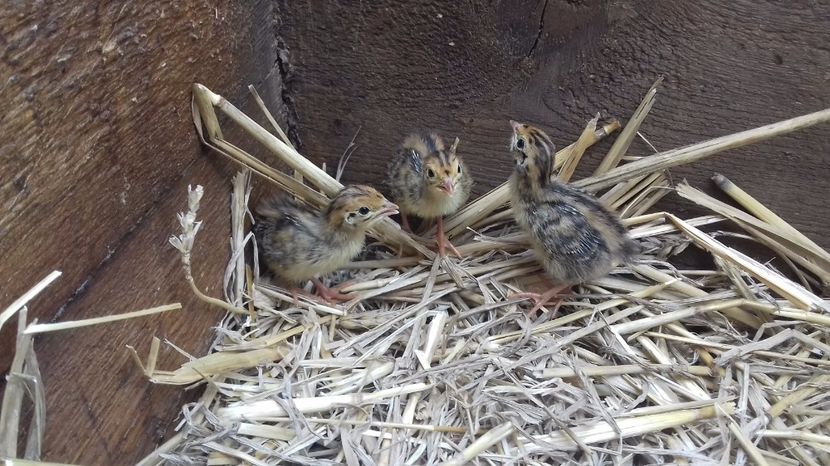  - PREPELITE DE CAMP COTURNIX COTURNIX