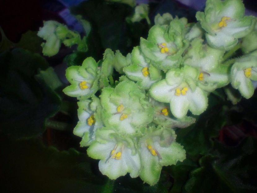 Violeta verde - Violete Africane