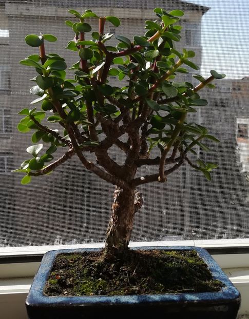 Portulacaria afara - bonsai - Portulacaria