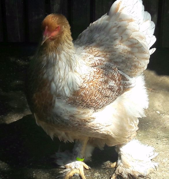  - a__Pui si tineret brahma 2017