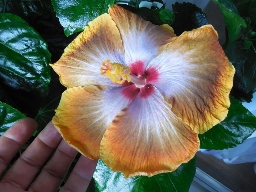  - Tahitian Sophistication