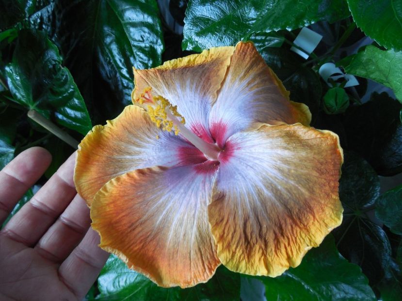  - Tahitian Sophistication