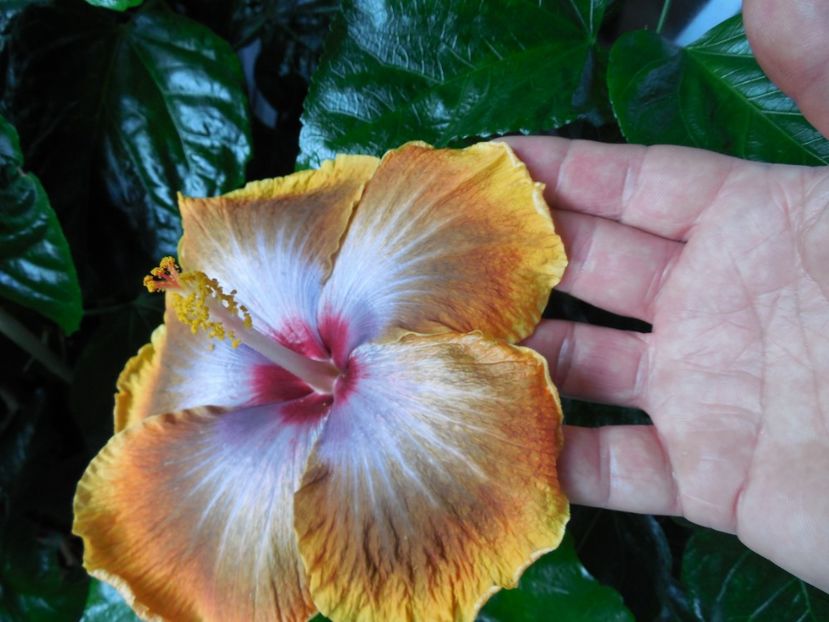  - Tahitian Sophistication