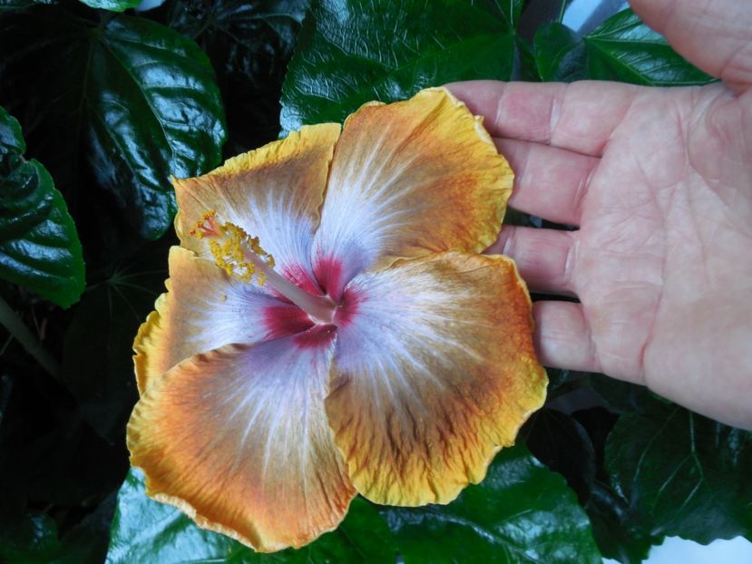  - Tahitian Sophistication