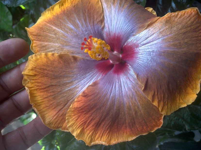 WIN_20170827_144800 - Tahitian Sophistication