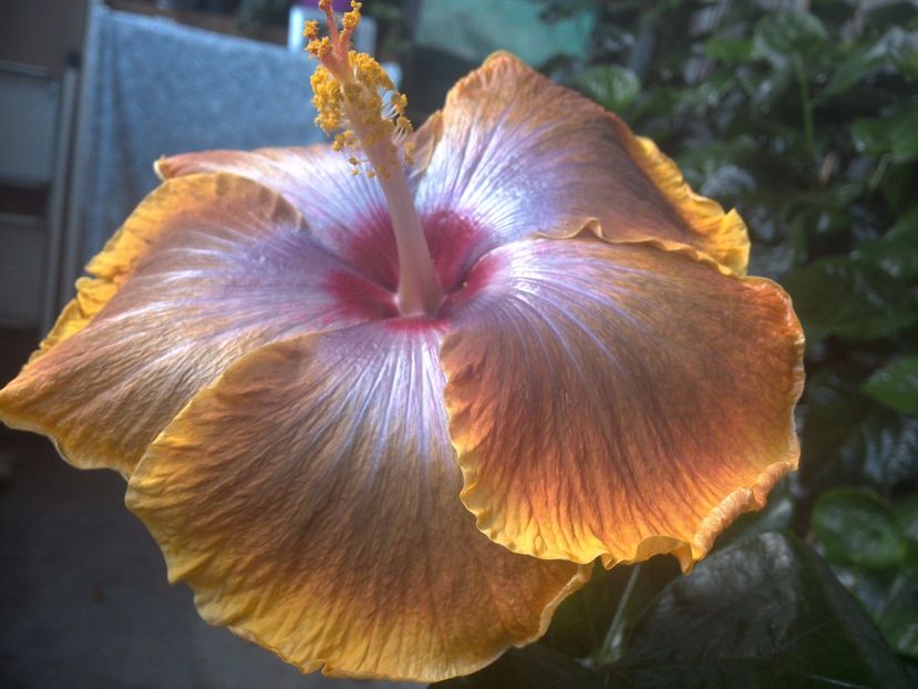 WIN_20170827_161506 - Tahitian Sophistication