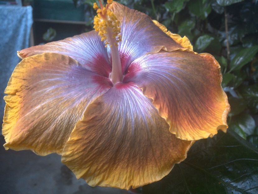 WIN_20170827_161518 - Tahitian Sophistication