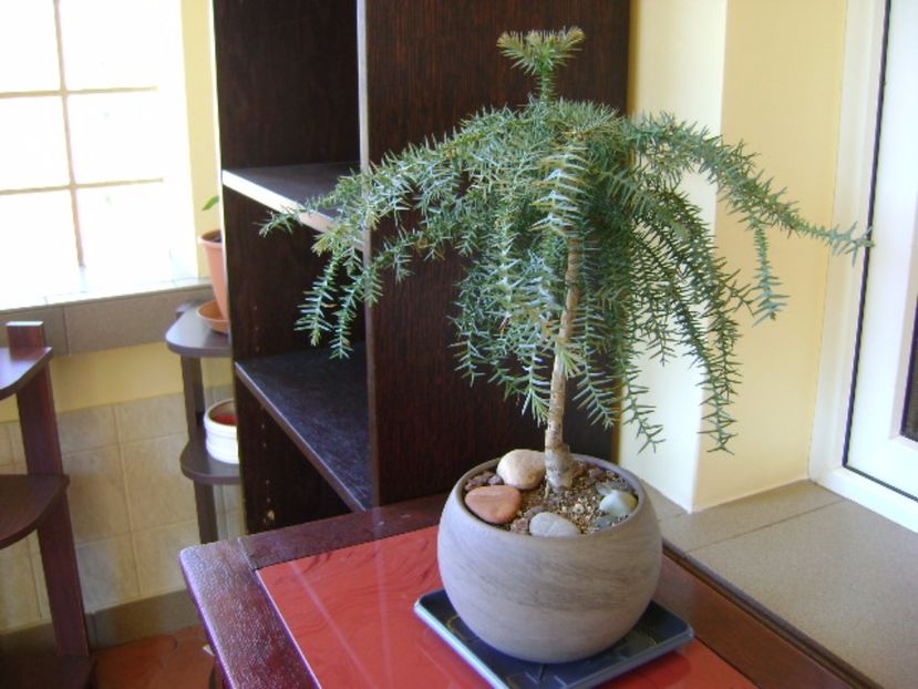 Araucaria cunninghamii v. glauca - Bonsai si prebonsai 2016-2017