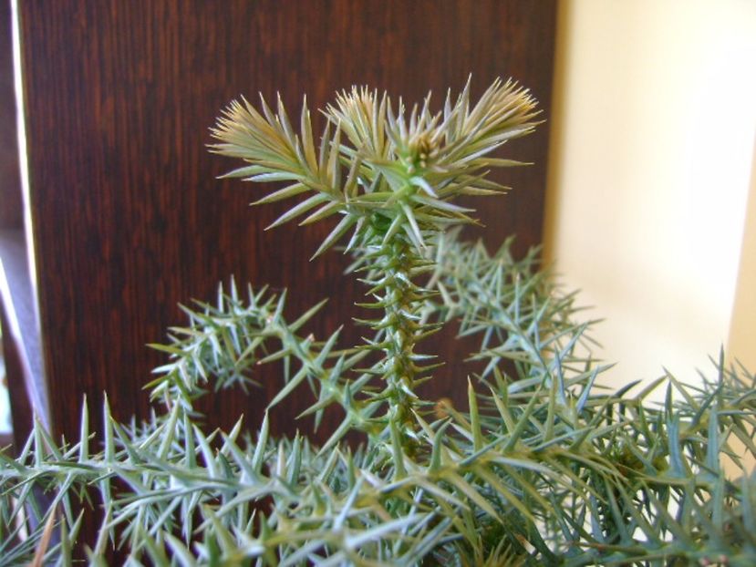 Araucaria cunninghamii v. glauca - Bonsai si prebonsai 2016-2017