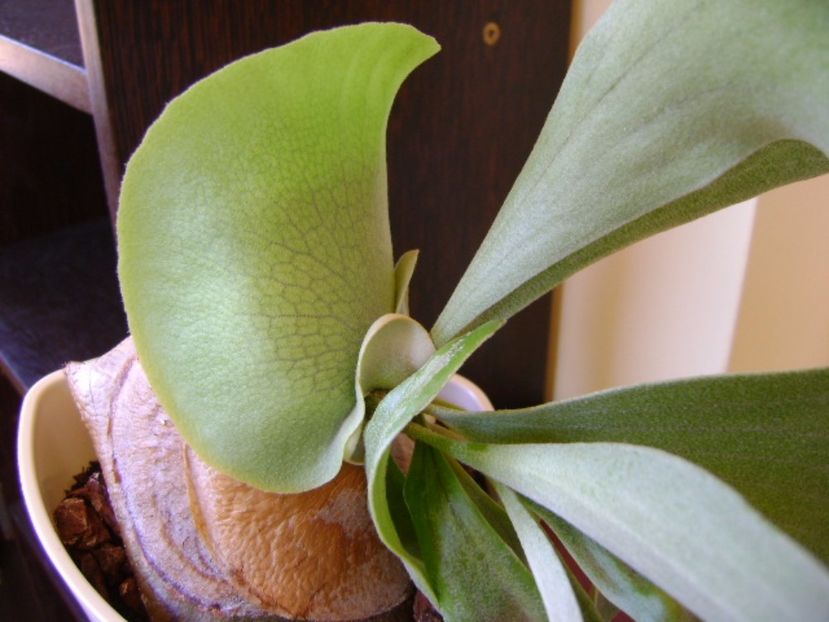Platycerium bifurcatum - Suculente 2017