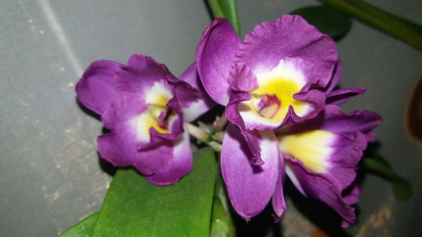  - dendro Comet King Akatsuki