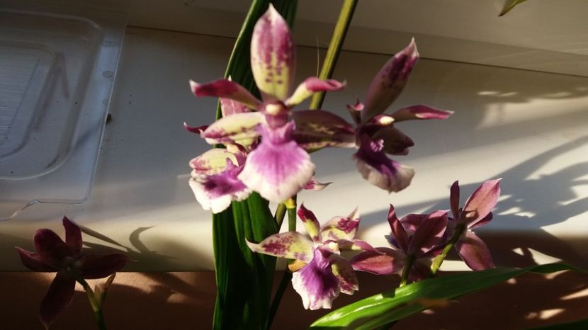 27 august 2017 - Zygopetalum Blue Angel