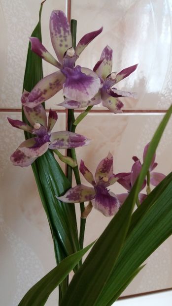  - Zygopetalum Blue Angel