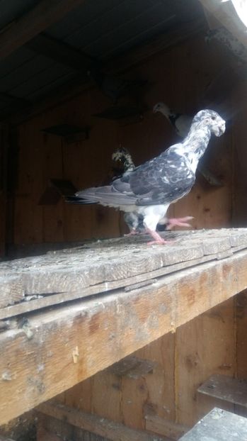 M2011 - voiajori germani