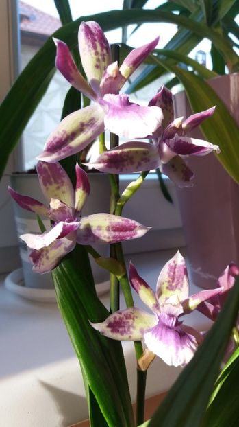  - Zygopetalum Blue Angel