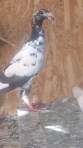 M2017 - voiajori germani