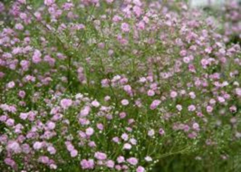Gypsophila Flamingo (roz) - w Produse livrate