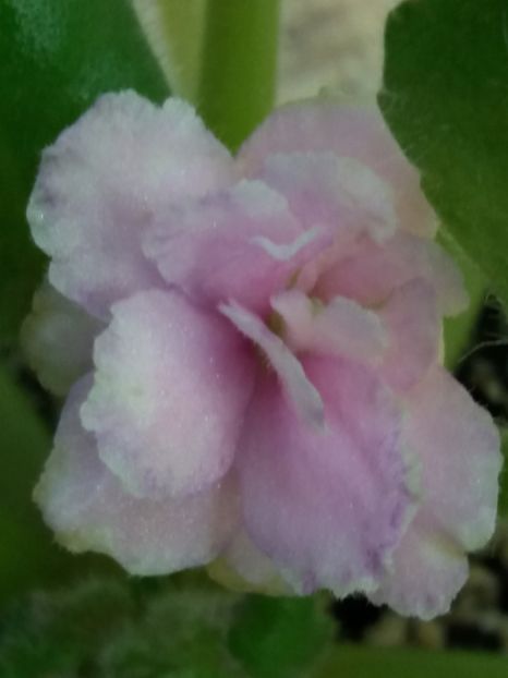 26 august - ZZ LE Samara