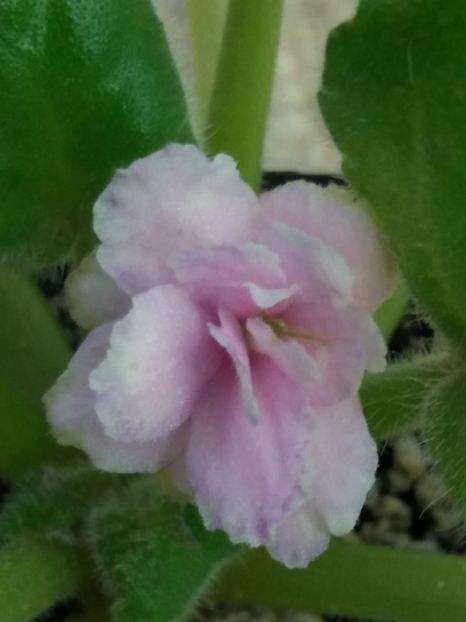 26 august - ZZ LE Samara