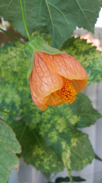  - Abutilon