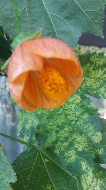 portocaliu cu frunza patata - Abutilon