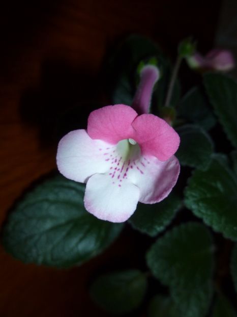 Iulica - 0 Zambetul florilor continua