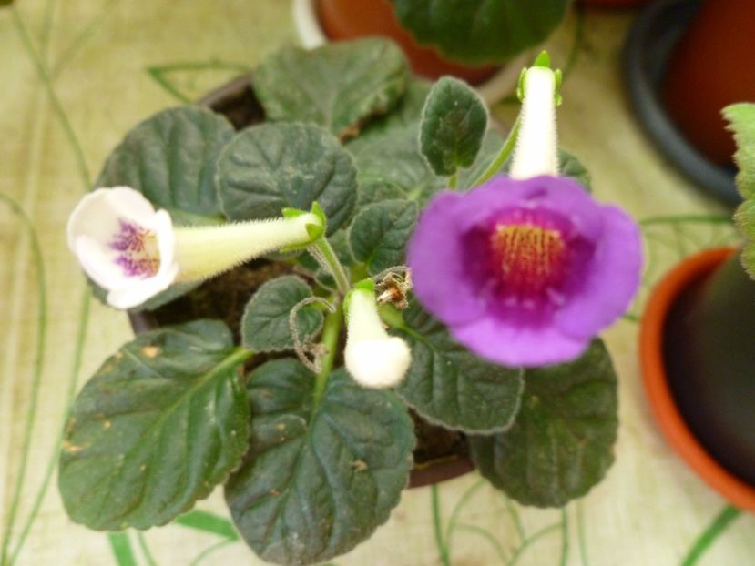  - 0 Zambetul florilor continua