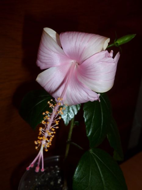  - 0 Zambetul florilor continua