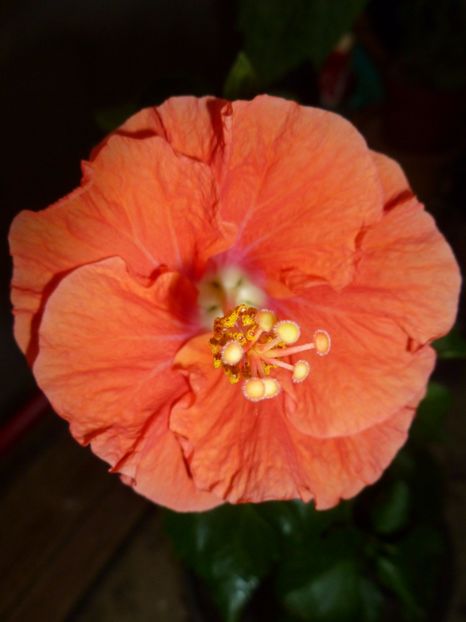  - 0 Zambetul florilor continua