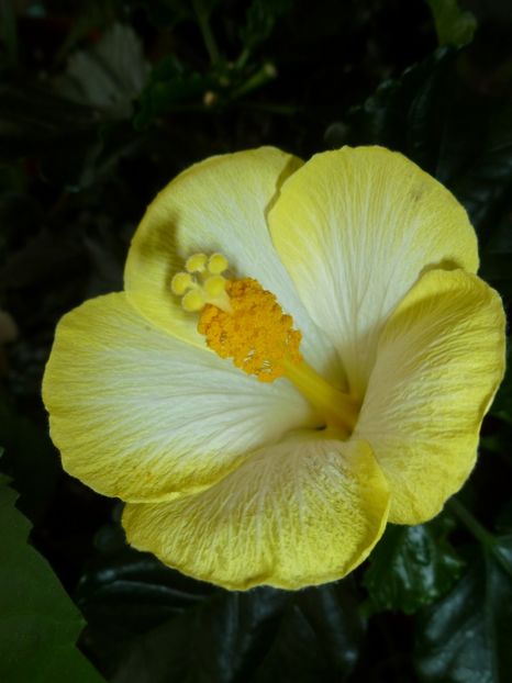  - 0 Zambetul florilor continua