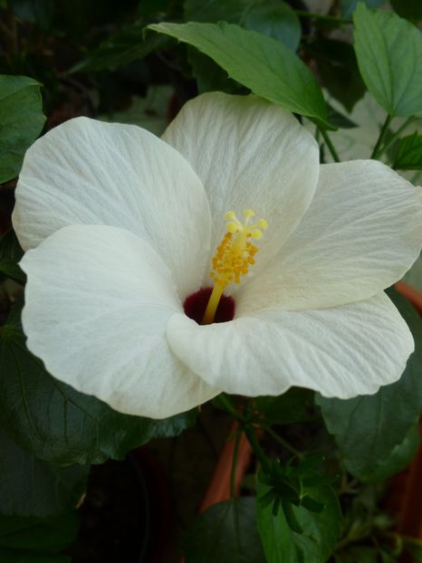  - 0 Zambetul florilor continua